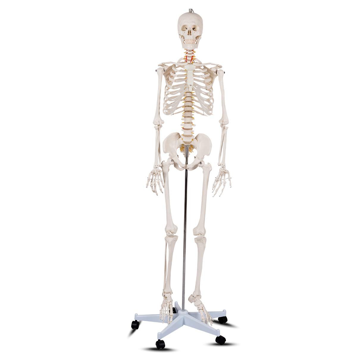 70.8" Life Size Skeleton Model, with Roller Stand, 2 Casters with Brake, Removable Parts, Anatomical Poster and Dust Cover