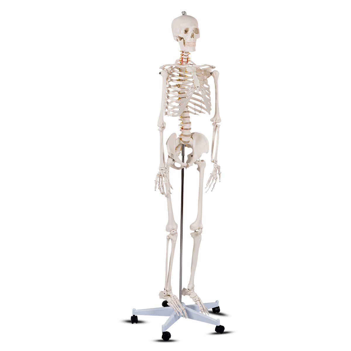 B010L18XEW Life Size 70.8" Human Anatomical Anatomy Skeleton Medical Model  Stand
